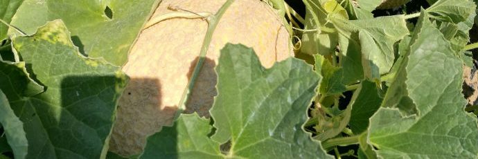 Calvenzano Melon Calvenzano Melon