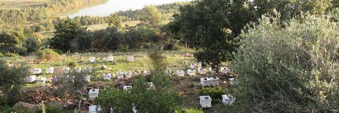 Ape mellifera tunisina Ape mellifera tunisina